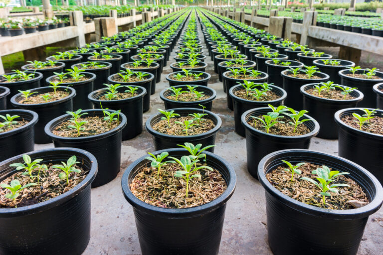 Nurseries Damax Group